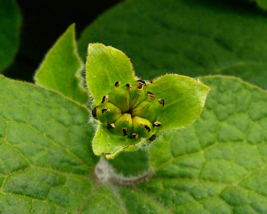 Saruma henryi or Uptight Wild Ginger - seeds pods
