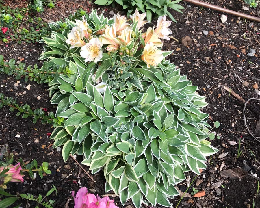 Dwarf Princess Lily hybrid -  Princess Fabiana has cream flowers, variegated leaves.