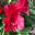 Alstroemeria - Dwarf Princess Lilies Deep red flowers of Inca Bandit