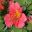 Alstroemeria x hybrida Princess Elaine - has rose pink petals, yellow centres and maroon flecks