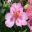Alstroemeria - Dwarf Princess Lilies - Princess Theresa has pink and white flowers