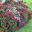 Pentas lanceolata hybrids as colourful bedding plants - this display at the Royal Botanic Gardens, Sydney