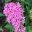 Pentas lanceolate hybrid - Butterfly series Deep Pink