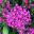Pentas lanceolata hybrid - Butterfly series Deep Rose