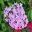 Pentas lanceolata hybrids - Butterfly series Light Lavender