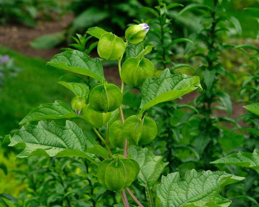 Nicandra physalodes - Unripe fruit