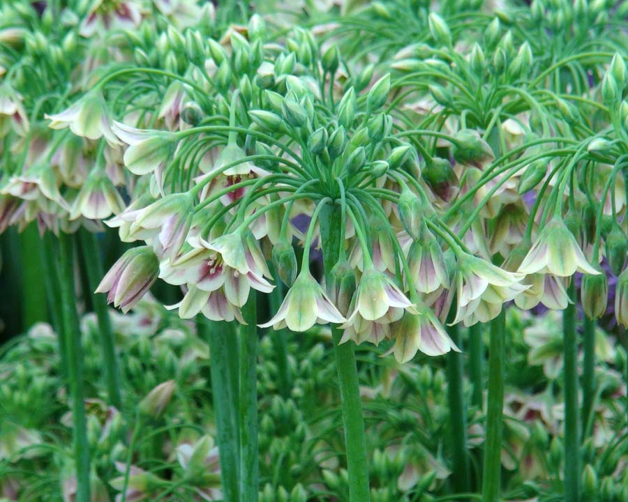 Allium siculum, Honey Garlic