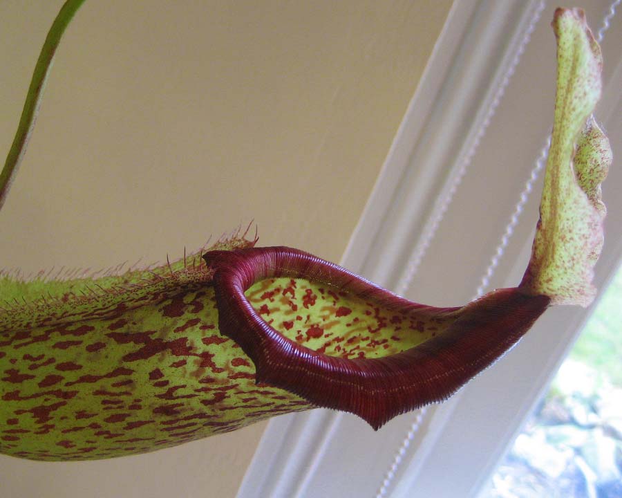 Nepenthes spp.