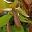 Nepenthes-'Miranda'