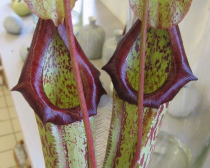 Nepenthes spp.