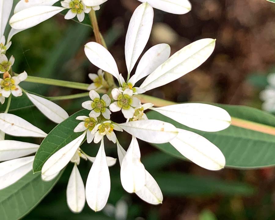 Euphorbia leucocephala - delicate white bracts and tiny white flowers