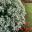 Euphorbia leucocephala - Snowflake