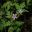 Geranium robertianum - Herb Robert