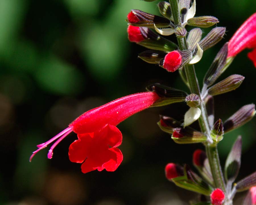 Salvia coccinea - Tropical Sage - scarlet two lipped flowers