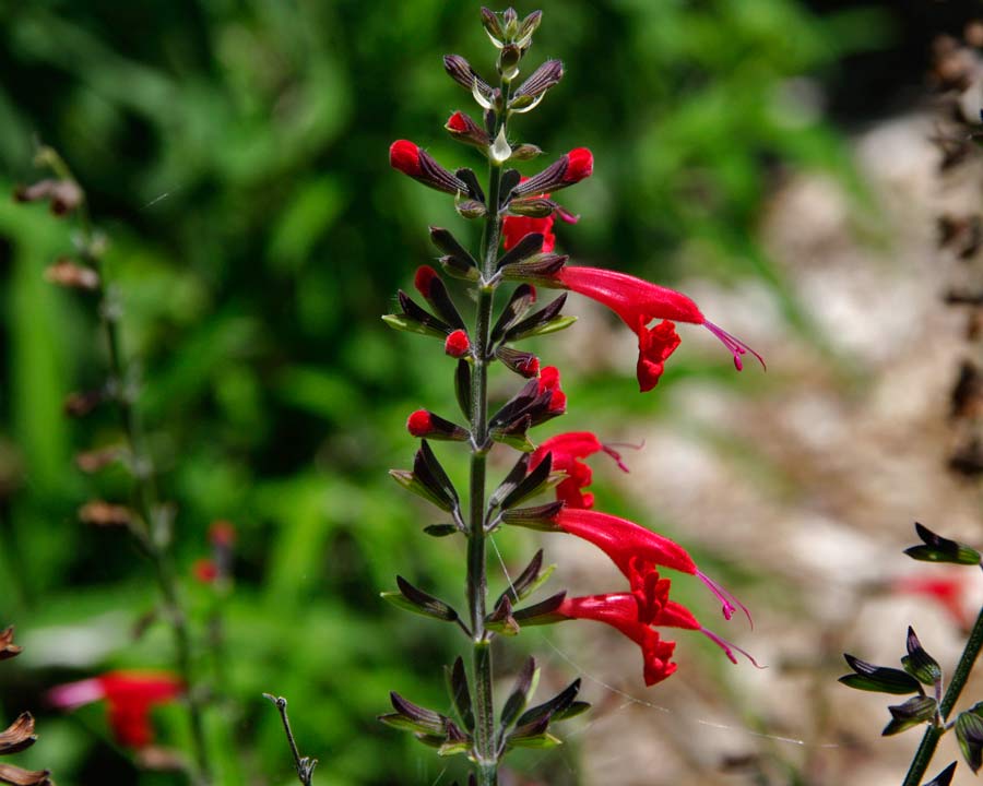 Salvia coccinea - Tropical Sage - Spikes of two lipped scarlet flowers