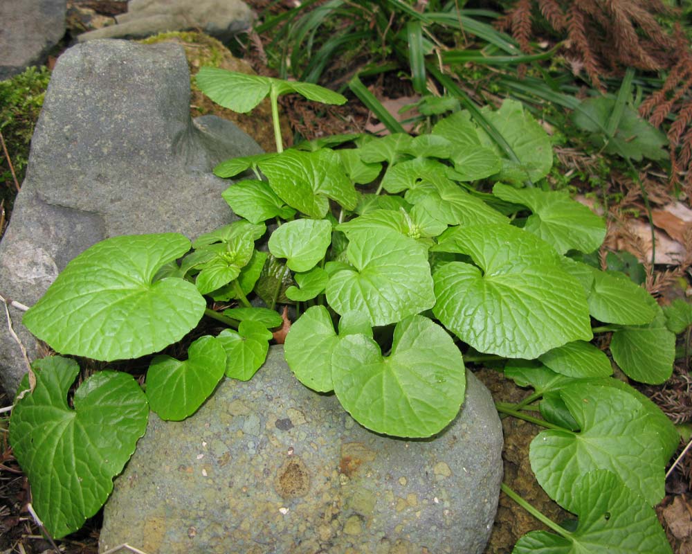 Eutrema japonicum - Wasabi