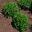 Stachys officinalis, Wood Betony