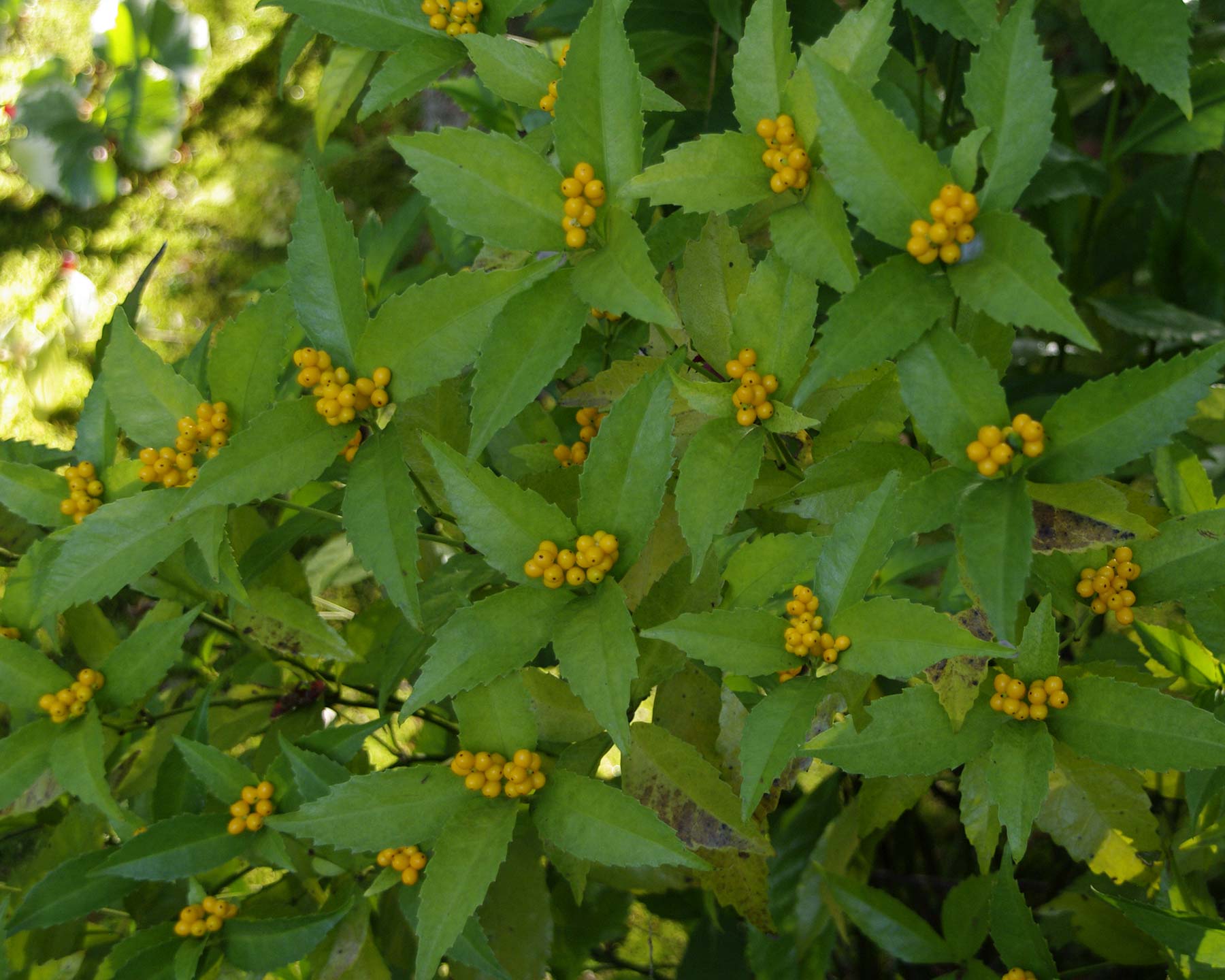 Sarcandra glabra, yellow variety