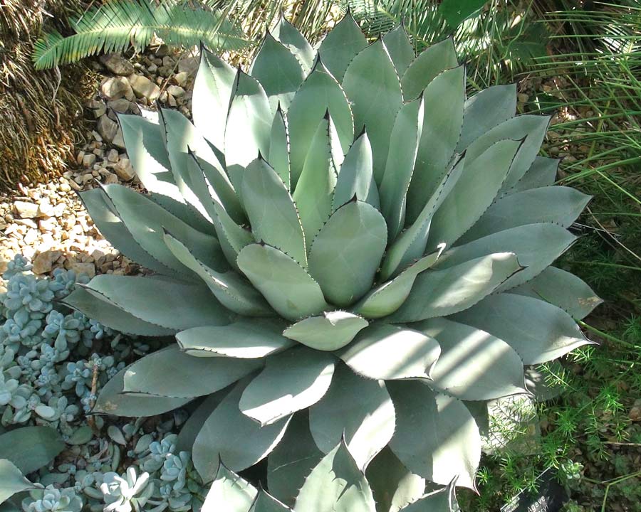 Agave Parryi - Blue grey leaves with black spiny margins