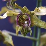 Dendrobium  New Guinea 