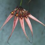 Bulbophyllum sp 