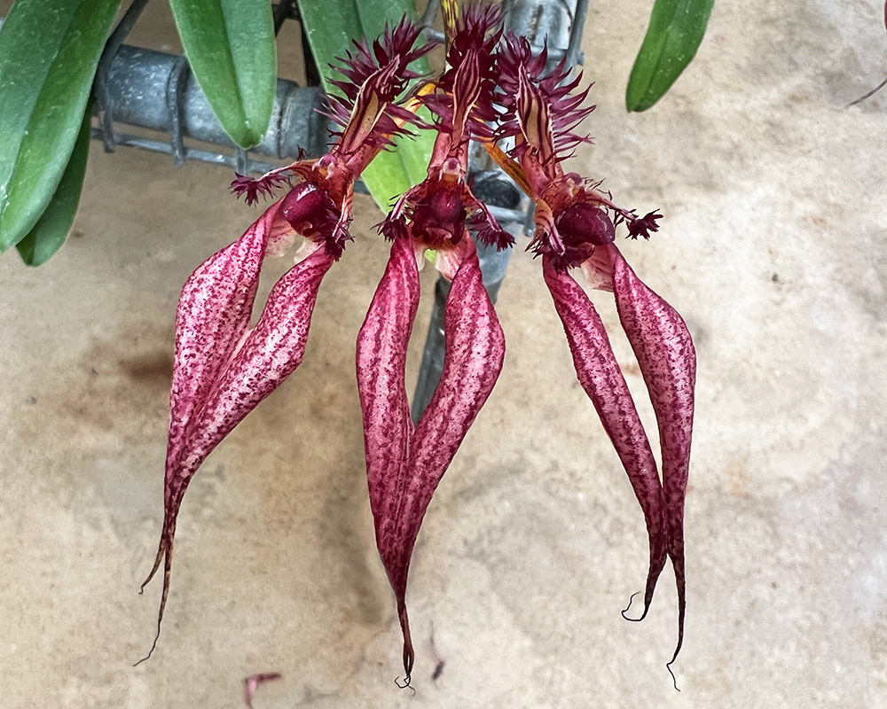 Bulbophyllum Rothschildianum