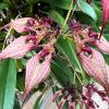 Bulbophyllum Rothschildianum