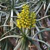 Aloe dichotomum
