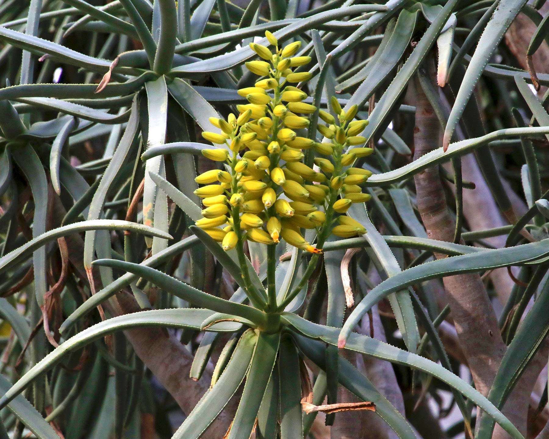 Aloe dichotomum