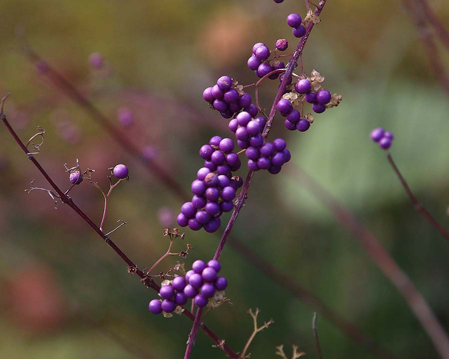 Callicarpa dichotoma - the Purple Beautyberry