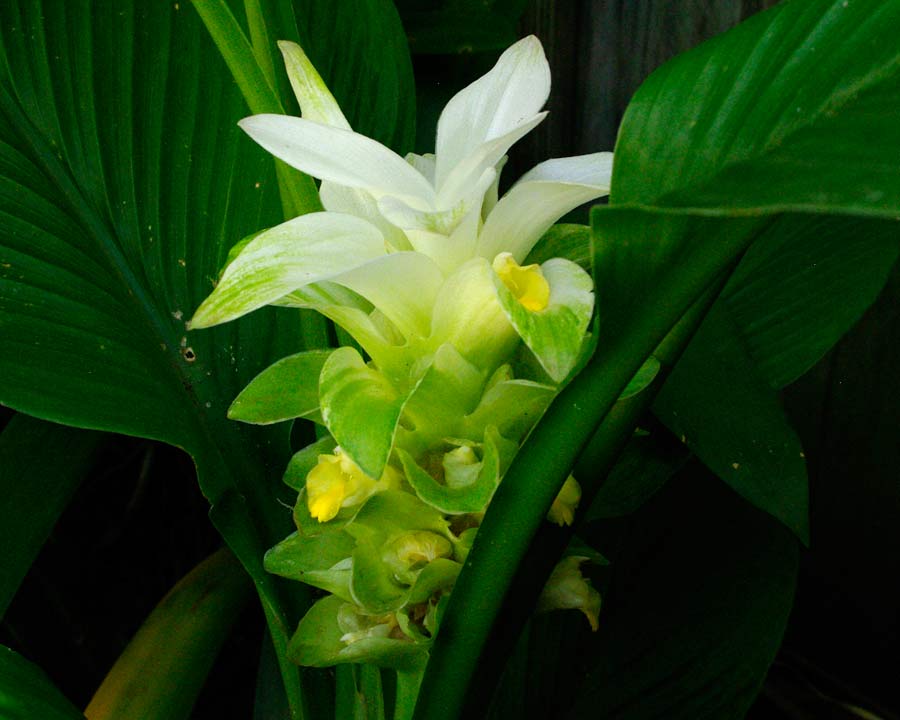 Curcuma zedoaria commonly known as White Galangal or Sand Ginger