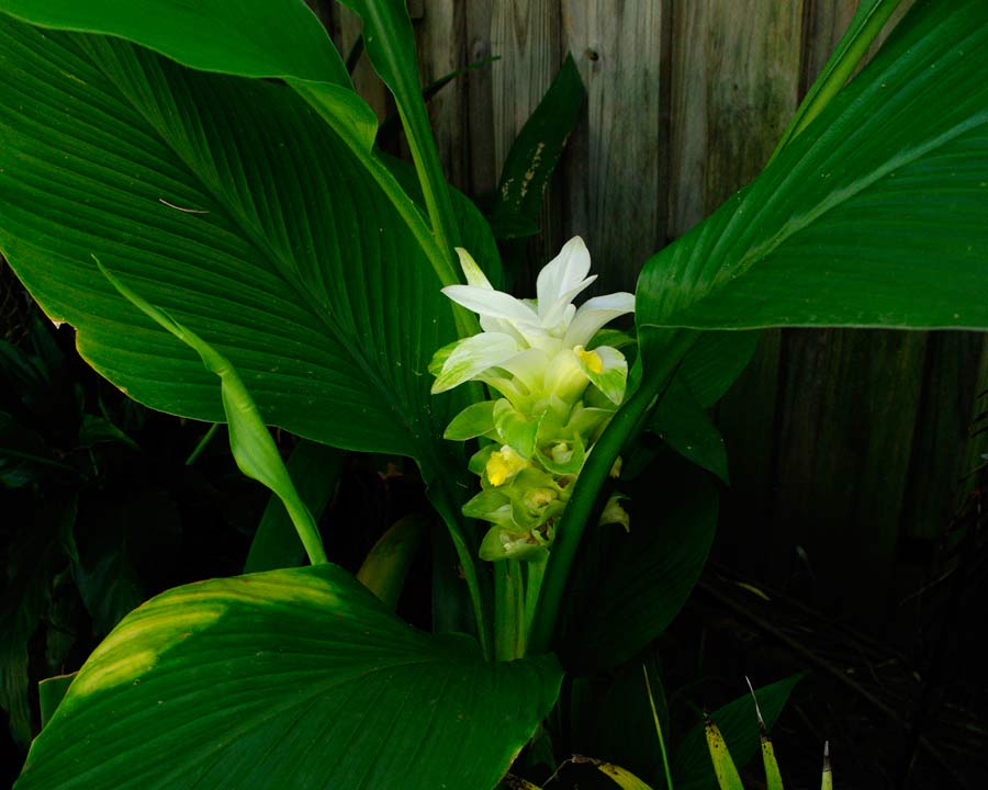 Curcuma zedoaria commonly known as White Galangal or Sand Ginger