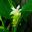 Curcuma zedoaria - white and green bracts with yellow flowers