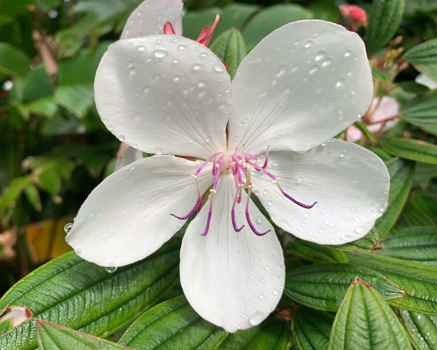 Tibouchina cultivar with beautiful white flowers of Tibouchina 'Peace Baby'