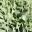 Crassula arborescens Max Cook | GardensOnline