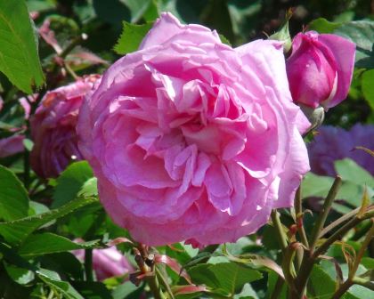 Rosa Bourbon 'Madamme Lauriol de Barny' | GardensOnline