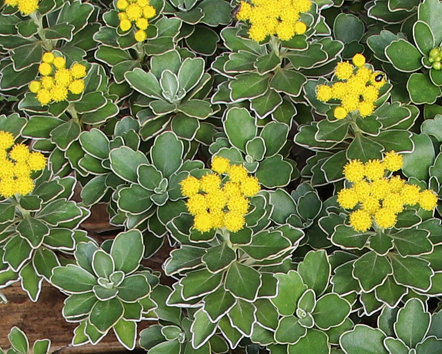 Ajania pacifica, sometimes known as Chrysanthemum pacificum