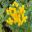 Yellow button-like flowers of Ajania pacificum