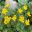 Yellow button-like flowers of Ajania pacificum