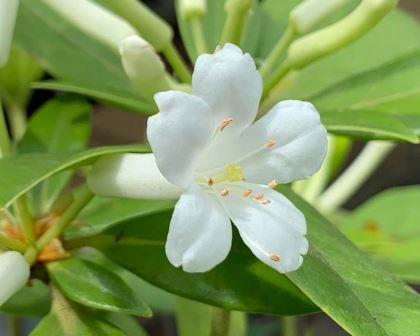 Rhododendron loranthiflorum2