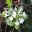 Rhododenron loranthiflorum