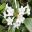 Rhododenron loranthiflorum