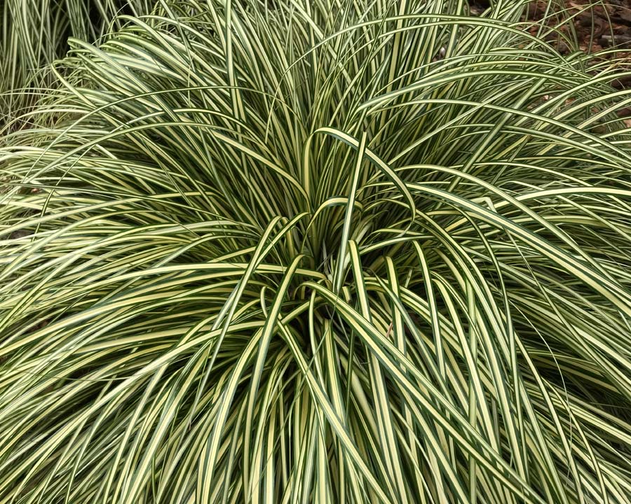 Carex morrowii variegata