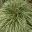 Carex morrowii variegata