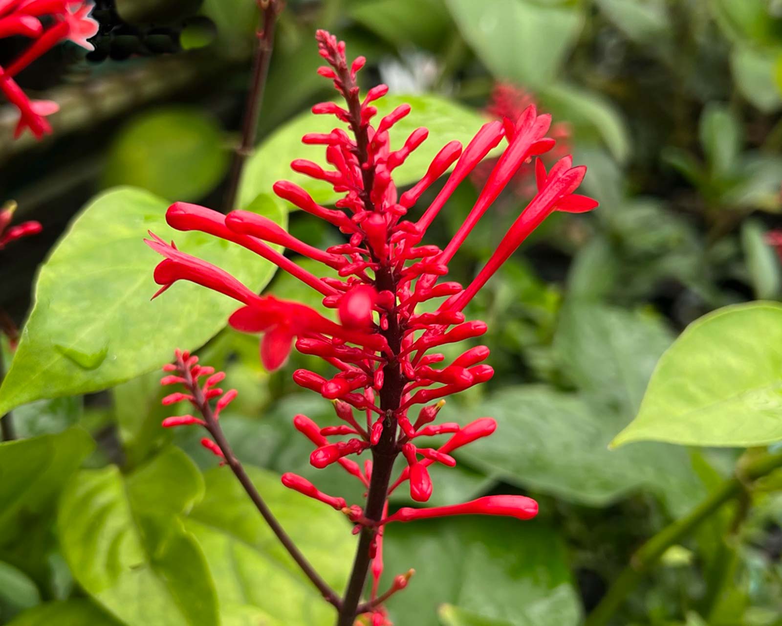 Spikes of red tubular flowers - Odontonema tubaeforme