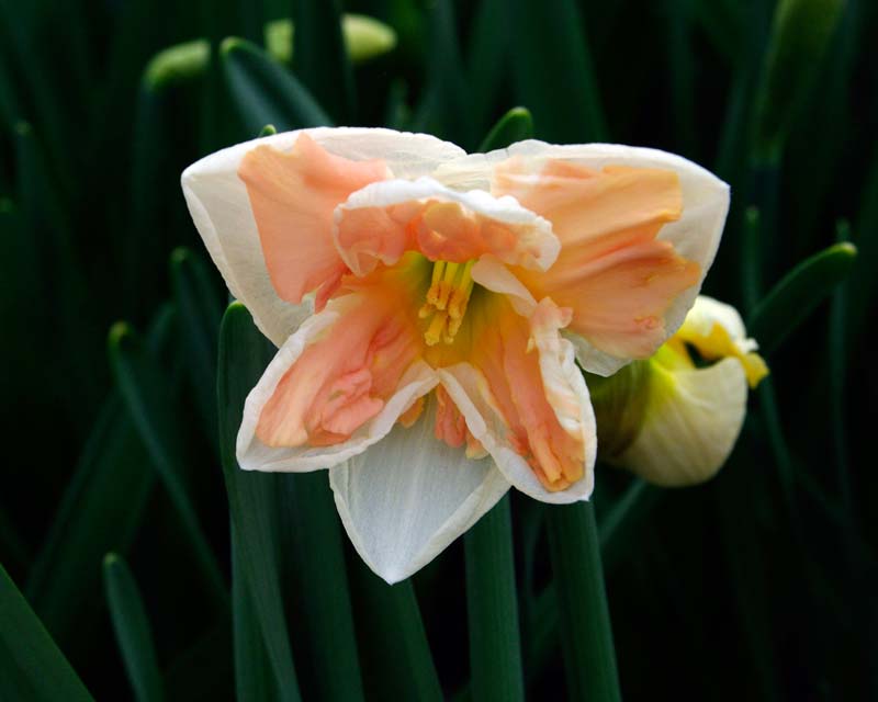 Narcissus Split Cupped group 'Apricot Whirl'