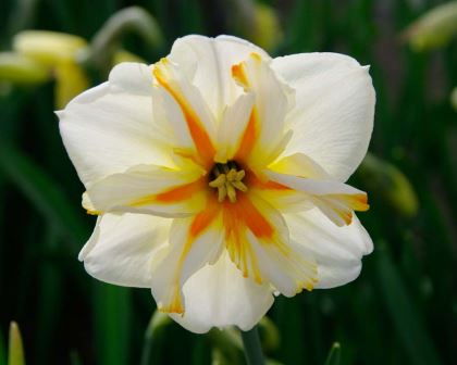 Narcissus Split Cupped and Papillon group 'Trepolo