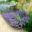 Nepeta grandiflora 'Summer Magic' - Garden border Wisley UK