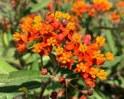 Asclepias curassavica - bright orange and red flowers