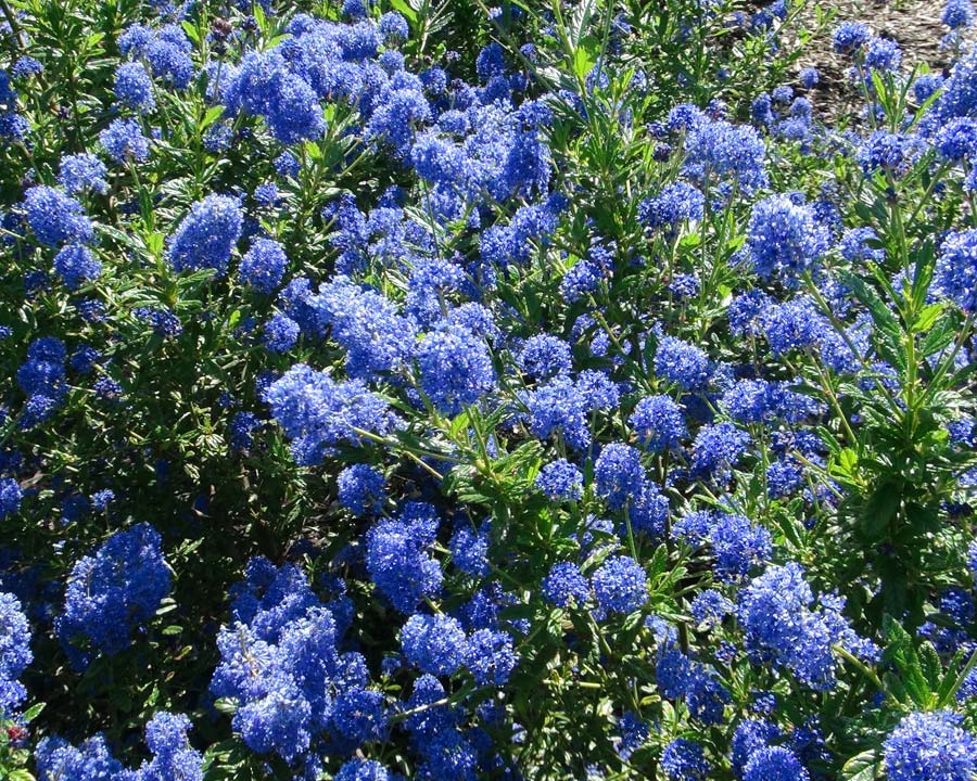 Ceanothus thyrsifolius 'Blue Sapphire'